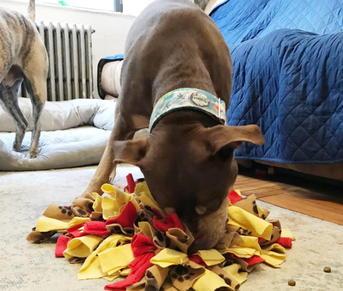 Exercise your dog's brain with these 4 DIY enrichment activities