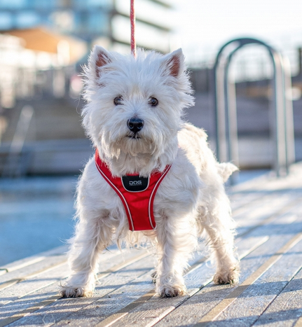 Dog Copenhagen Comfort Walk Go Step In Harness