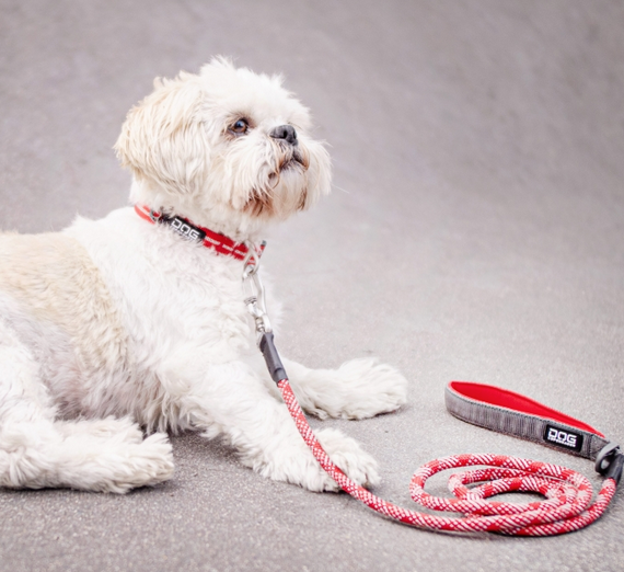 Everyday urban best sale bark collar