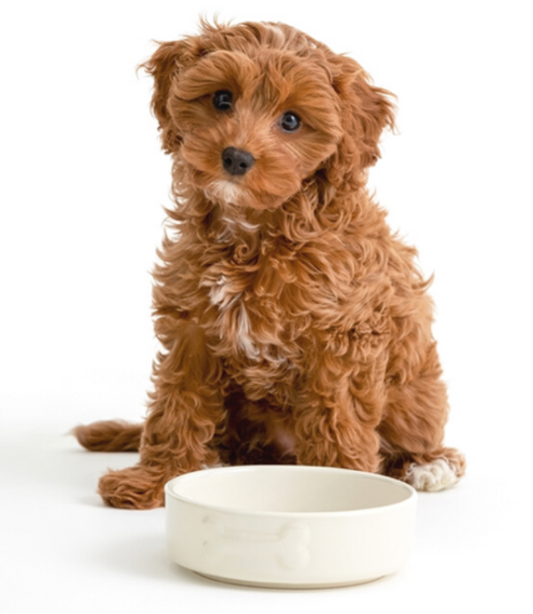 Feeding Bowl with bone embossing