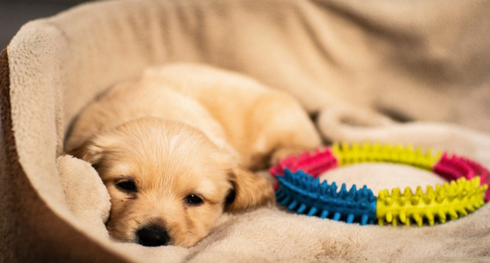 Puppy Essentials - Preparing for your new puppy