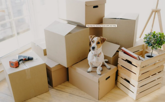 Tips to make moving house easy when you have a dog