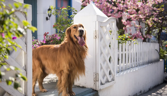 Selling your house when you have a dog
