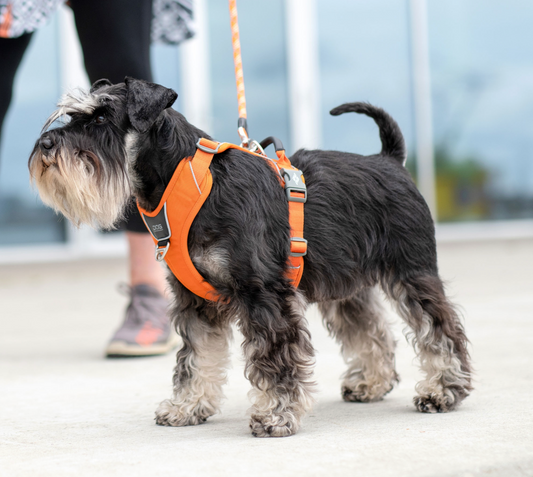 New Launch - Happy Harness Scheme