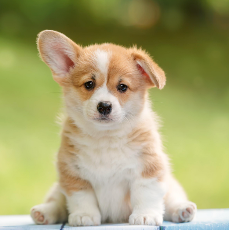 What to expect when you're expecting a puppy