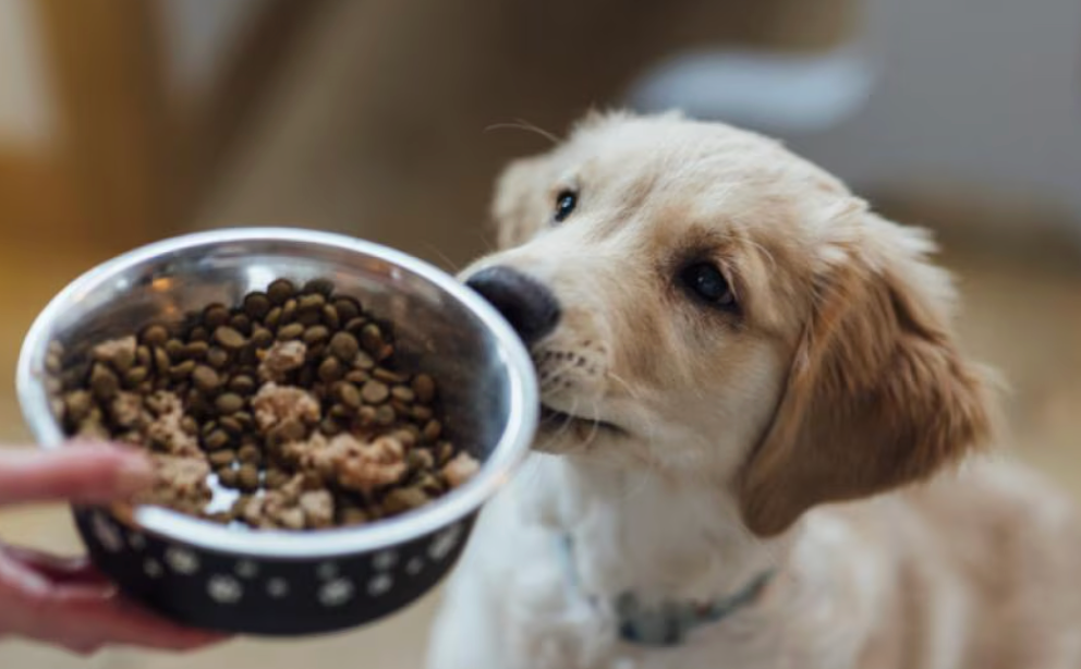 Changing Your Puppy Food