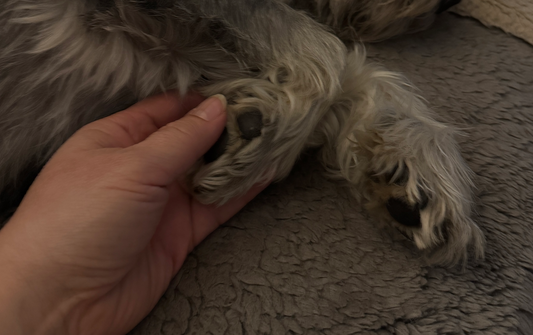 Navigating the loss of your dog