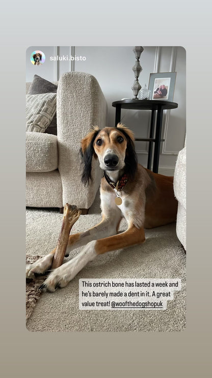 Ostrich Dino Bone