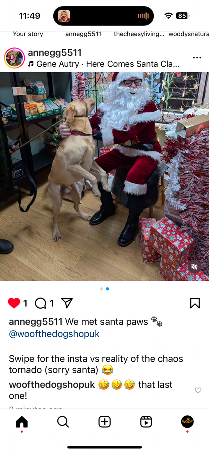 Meet Santa Paws in his Grotto Saturday 6th December at Woof The Dog Shop