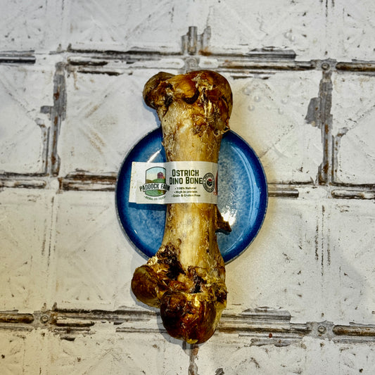 Ostrich Dino Bone