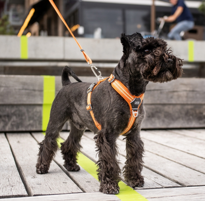 Dog Copenhagen Walk Air Harness