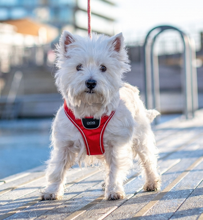 Dog Copenhagen Comfort Walk Go Step In Harness