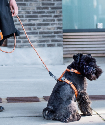 Dog Copenhagen Urban Rope Leash