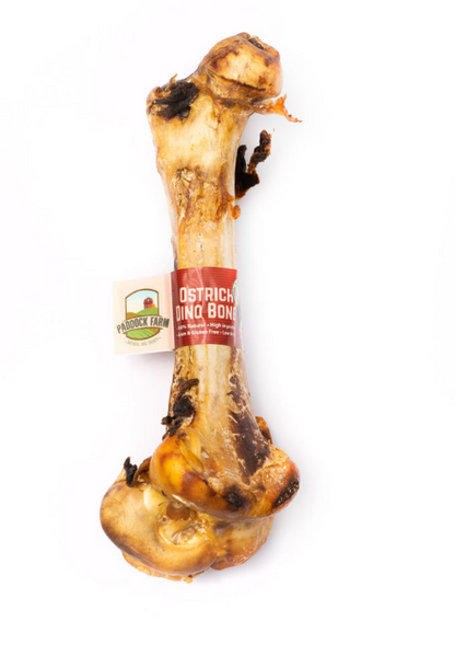 Ostrich Dino Bone