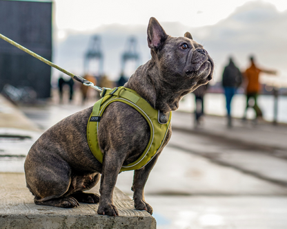 Dog Copenhagen Comfort Walk Go Step In Harness