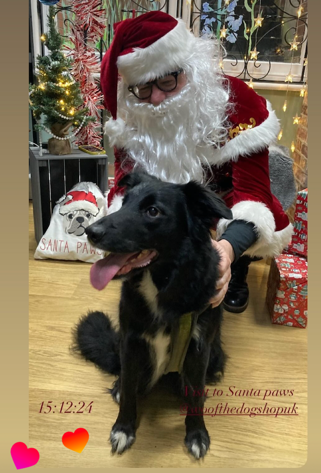 Meet Santa Paws in his Grotto Saturday 6th December at Woof The Dog Shop